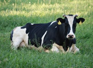 Czy Krówka to polski słodycz?