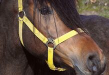 Ile kosztuje 1 funt w kantorze?