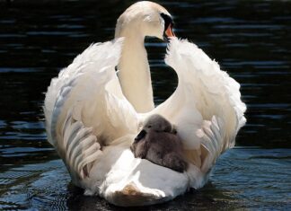 Ile kosztuje taxi z lotniska Edynburg do centrum?