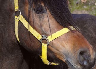 Czy kantory przyjmują stare 50 funtów?