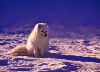 Dlaczego nie wolno wwozić do Norwegii ziemniaków?