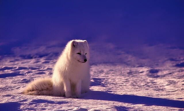 Dlaczego nie wolno wwozić do Norwegii ziemniaków?