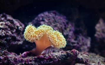 Czy Wielka Brytania ma jeszcze kolonie?