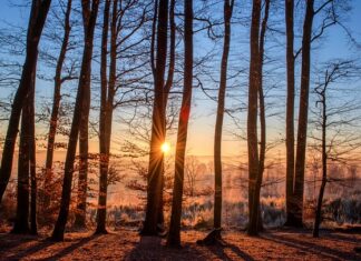 Czym się różnią kąpielówki od bokserek?