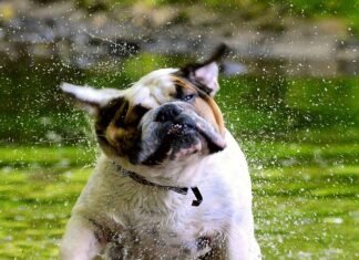 Dlaczego Anglicy i Francuzi się nie lubią?