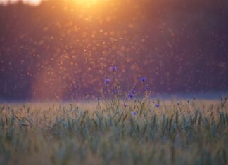 Co na komary w Tajlandii? Co na komary w Tajlandii?