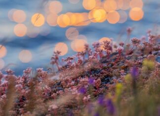 Czy Estonia jest krajem nordyckim? Czy Estonia jest krajem nordyckim?