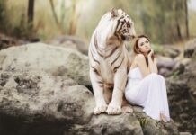 Czy tygrys pokona niedźwiedzia? Czy tygrys pokona niedźwiedzia?