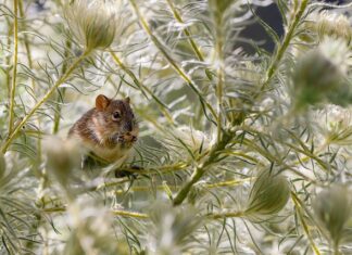 Kto poluje na szczury?