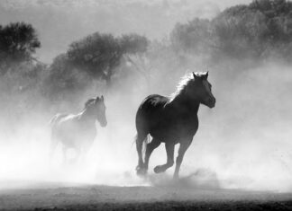 Czy można palić Iqosa w hotelu?