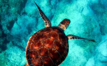 Jakie zwierzęta żyją w Tajlandii?