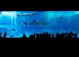 Jakie są rekiny w Tajlandii?