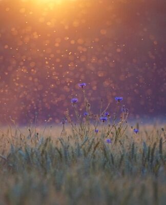 Kiedy jest najwięcej komarów w Tajlandii?