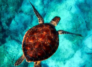 Jakie niebezpieczne zwierzęta żyją w Tajlandii?