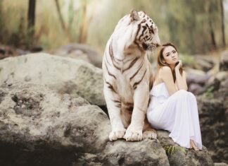 Czy w Polsce można kupić tygrysa?