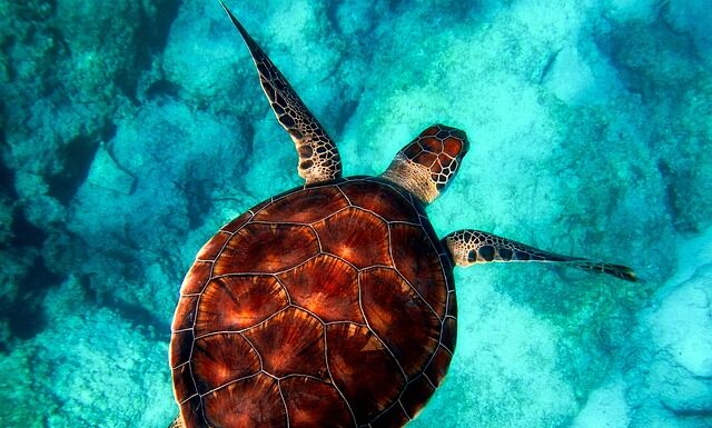 Jakie zwierzęta występują w Tajlandii?